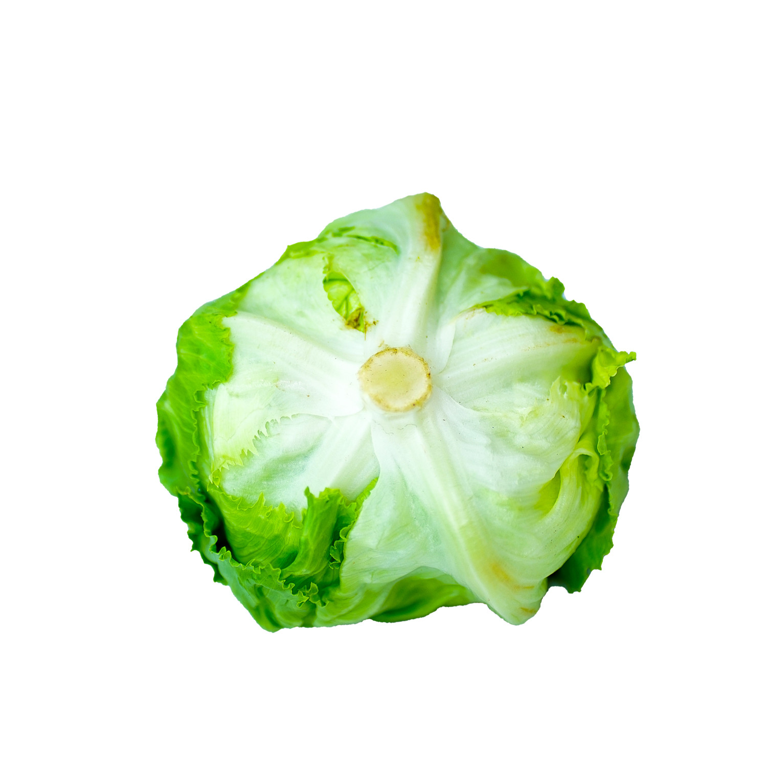 كابوتشا